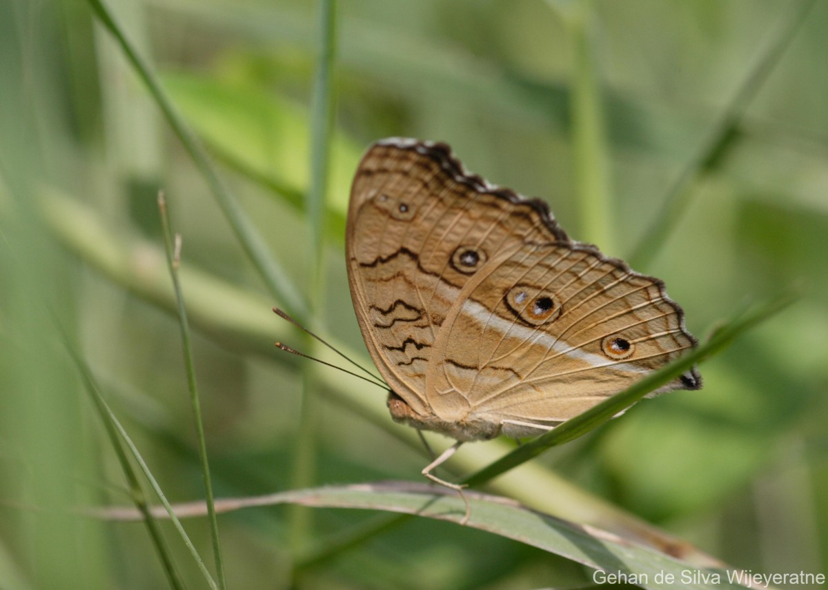 Junonia almana Linnaeus, 1758